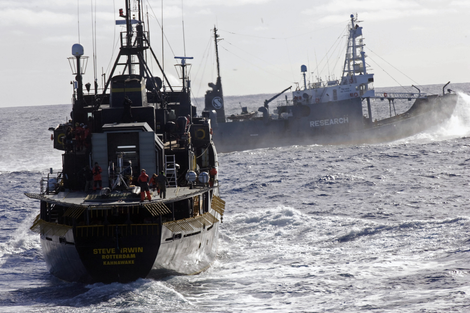 The Sea Shepherd ship, the Steve Irwin, confronts a whaling vessel during a Antarctic mission, 2010. Photo credit: Sea Shepherd